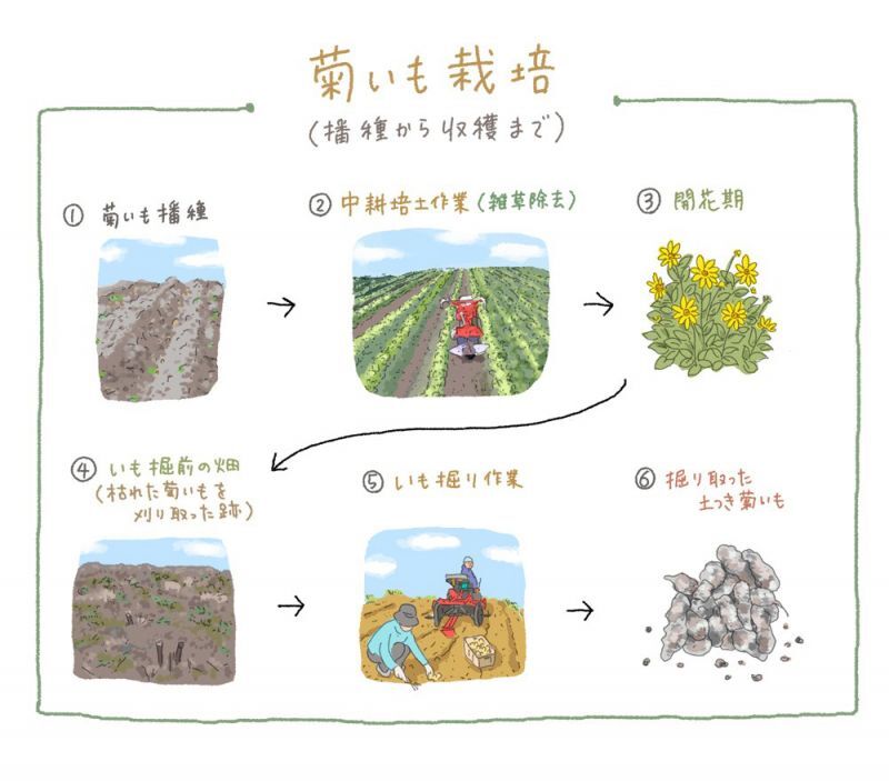 菊芋栽培